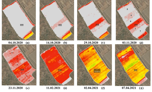 Ekilen güýzlük bugdaýlaryň ösüşine yzygiderli distansion gözegçilik etmek we NDVI maglumatly elektron kartasyny deňeşdirmek
